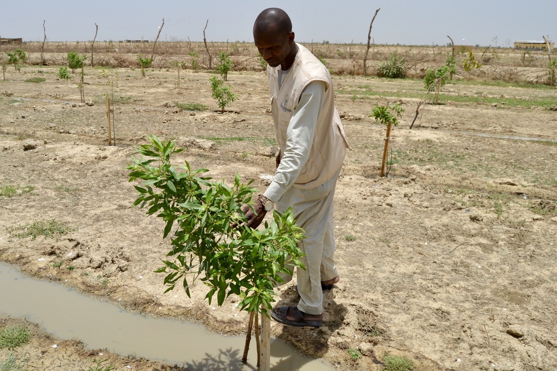 A worker tending to a newly planted young tree next to an irrigation channel in an arid African region.